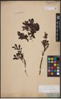 Foto von Salix aurita L. x Salix myrtilloides L.